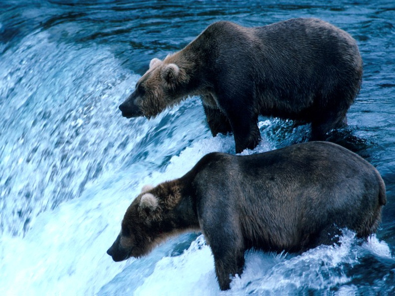 Brown Bear, Katmai National Park, Alaska